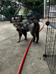 Found/Stray Male Cat last seen Bent St and Illinois Ave., Elgin, IL 60120