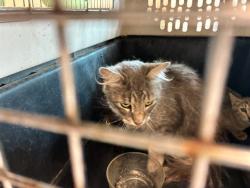 Shelter Stray Female Cat last seen Near BLOCK E 88TH AVE, 12155 Park Blvd, Brighton, CO 80601, USA