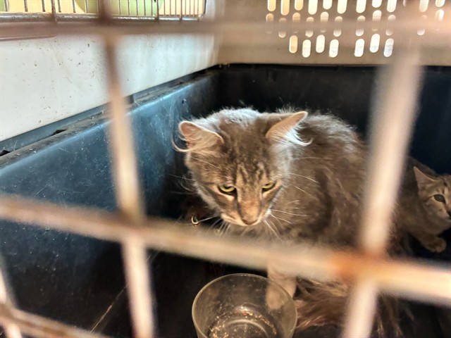 Shelter Stray Female Cat last seen Near BLOCK E 88TH AVE, 12155 Park Blvd, Brighton, CO 80601, USA