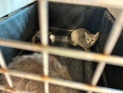 Shelter Stray Unknown Cat last seen Near BLOCK E 88TH AVE, 12155 Park Blvd, Brighton, CO 80601, USA