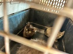 Shelter Stray Male Cat last seen Near BLOCK E 88TH AVE, 12155 Park Blvd, Brighton, CO 80601, USA