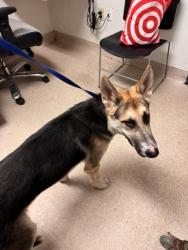 Shelter Stray Male Dog last seen Near BLOCK LINDEN AVE, BAKERSFIELD CA 93305, 3951 Fruitvale Ave, Bakersfield, CA 93308, USA