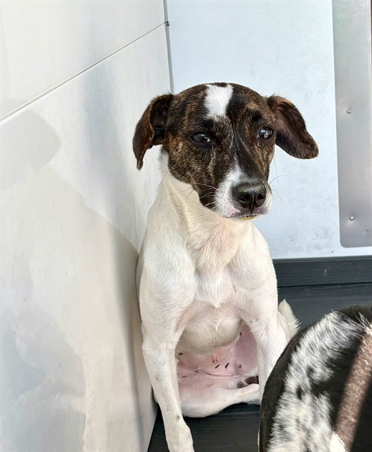 Shelter Stray Female Dog last seen , 333 Chandler Pl, San Bernardino, CA 92408, USA