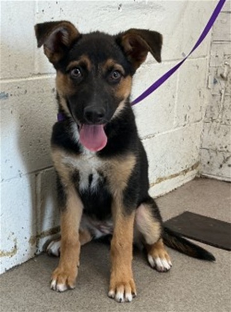 Shelter Stray Female Dog last seen HALLMARK AND UNIVERSITY, 333 Chandler Pl, San Bernardino, CA 92408, USA