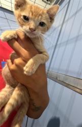 Shelter Stray Male Cat last seen PERSHING AND 10TH, 333 Chandler Pl, San Bernardino, CA 92408, USA