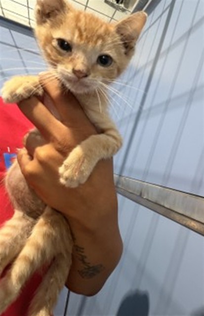 Shelter Stray Male Cat last seen PERSHING AND 10TH, 333 Chandler Pl, San Bernardino, CA 92408, USA