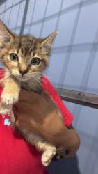 Shelter Stray Female Cat last seen PERSHING AND 10TH, 333 Chandler Pl, San Bernardino, CA 92408, USA
