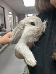 Shelter Stray Female Other last seen ARROWHEAD AVE AND HIGHLAND, 333 Chandler Pl, San Bernardino, CA 92408, USA
