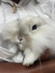 Shelter Stray Male Other last seen ARROWHEAD AVE AND HIGHLAND, 333 Chandler Pl, San Bernardino, CA 92408, USA