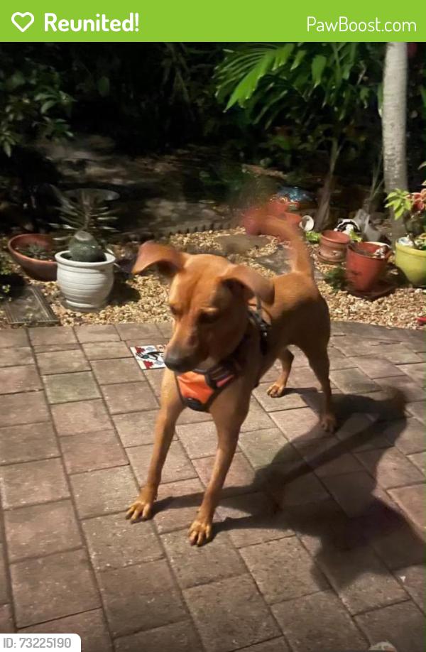 Reunited Female Dog last seen Near SW 40th Street, Miami, FL 33165