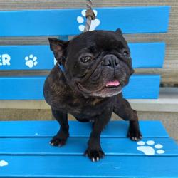 Shelter Stray Male Dog last seen Near BLOCK BLCK SAN FRANCISCO AVE, LONG BEACH, CA 90806, 7700 E Spring St, Long Beach, CA 90815, USA