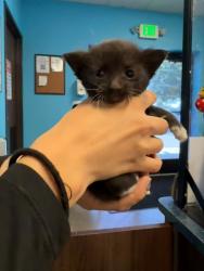 Shelter Stray Male Cat last seen RAVEN OAK ST BAKERSFIELD, 201 S Mt Vernon Ave, Bakersfield, CA 93307, USA
