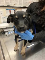 Shelter Stray Female Dog last seen Near BLOCK BLCK LINDEN AVE, LONG BEACH, CA, 90813, 7700 E Spring St, Long Beach, CA 90815, USA