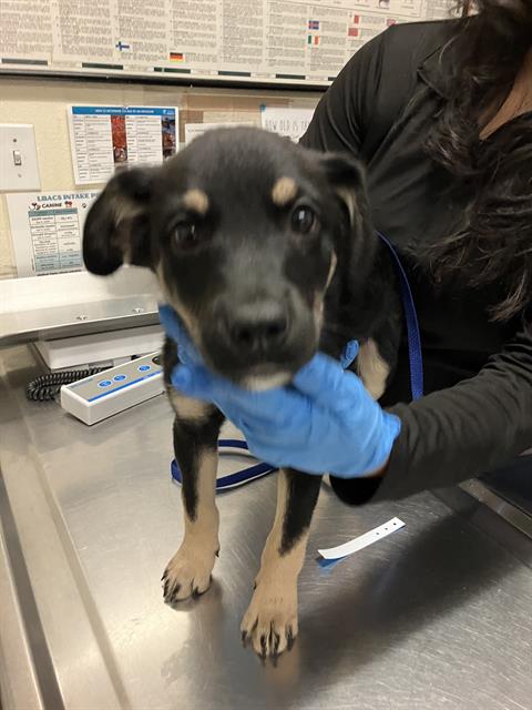 Shelter Stray Female Dog last seen Near BLOCK BLCK LINDEN AVE, LONG BEACH, CA, 90813, 7700 E Spring St, Long Beach, CA 90815, USA
