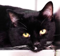 Shelter Stray Male Cat last seen MALDEN, 350 S Huntington Ave, Jamaica Plain, MA 02130, USA