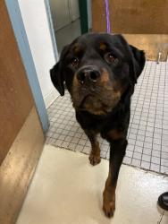 Shelter Stray Male Dog last seen MATELAINE DR, 1950 Stevenson Blvd, Fremont, CA 94538, USA