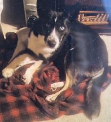 Lost Female Dog last seen Romeo ave. at Sonora ave, Modesto, CA 95351