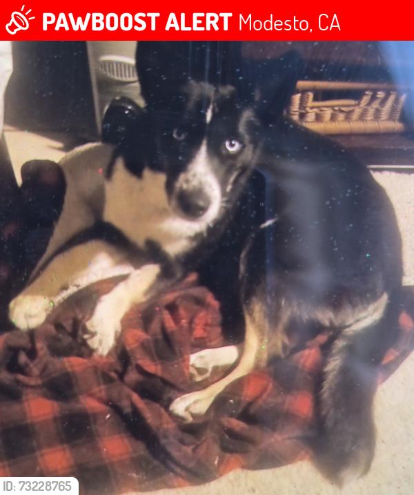 Lost Female Dog last seen Romeo ave. at Sonora ave, Modesto, CA 95351