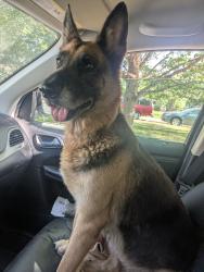 Reunited Female Dog last seen William Cannon/Sunstrip, Austin, TX 78745
