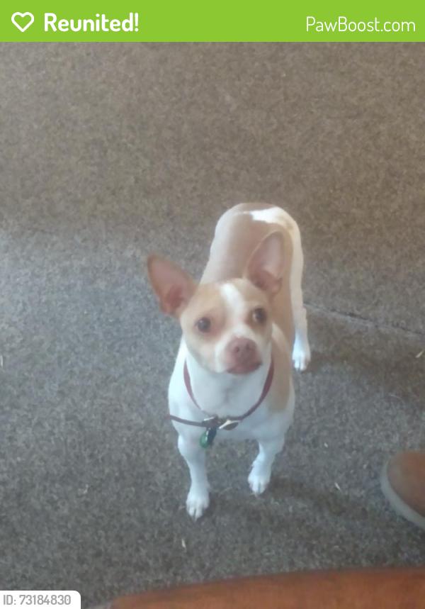 Reunited Male Dog last seen Harris and prospect, Eureka, CA 95503