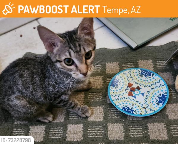 Found/Stray Unknown Cat last seen DAVA AND MCclintock. Tempe 85283, Tempe, AZ 85283