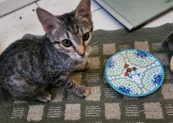 Found/Stray Unknown Cat last seen DAVA AND MCclintock. Tempe 85283, Tempe, AZ 85283