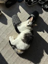 Reunited Female Cat last seen Glengrove St, in Oshawa, Oshawa, ON L1J 5C5
