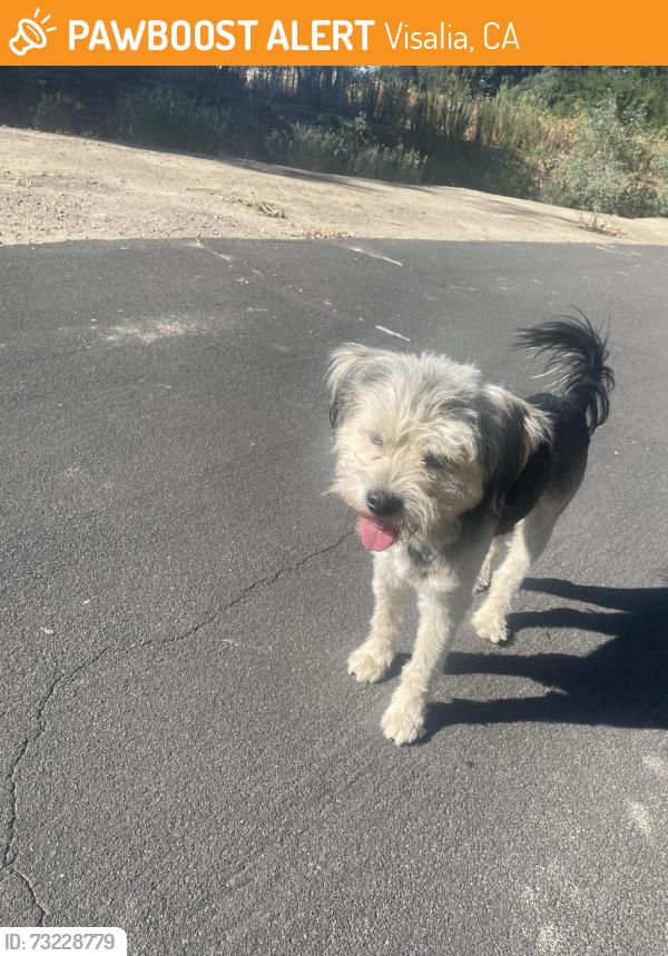 Found/Stray Male Dog last seen Mill Creek Park, Visalia, CA, Visalia, CA 93291