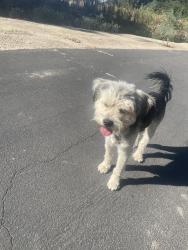 Found/Stray Male Dog last seen Mill Creek Park, Visalia, CA, Visalia, CA 93291