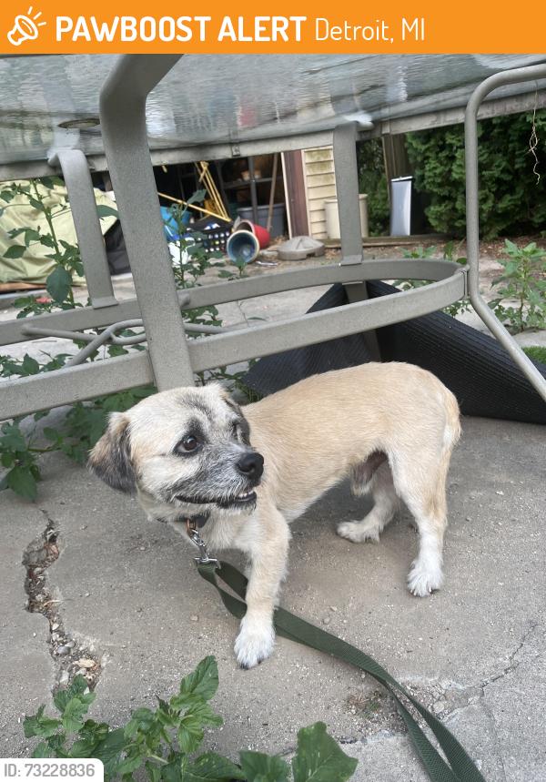 Found/Stray Male Dog last seen curtis & wilmarth, Detroit, MI 48219