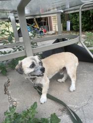Found/Stray Male Dog last seen curtis & wilmarth, Detroit, MI 48219