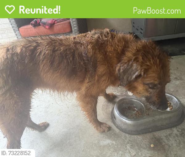 Reunited Female Dog last seen Wilkerson and Smith Road, Rome, GA 30165