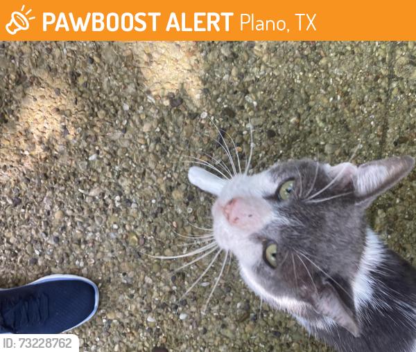 Found/Stray Male Cat last seen Mesa Drive and San Gabriel in Plano, Plano, TX 75074