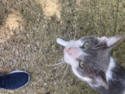 Found/Stray Male Cat last seen Mesa Drive and San Gabriel in Plano, Plano, TX 75074