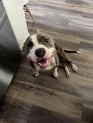 Found/Stray Female Dog last seen FM 1488, Magnolia, TX 77353
