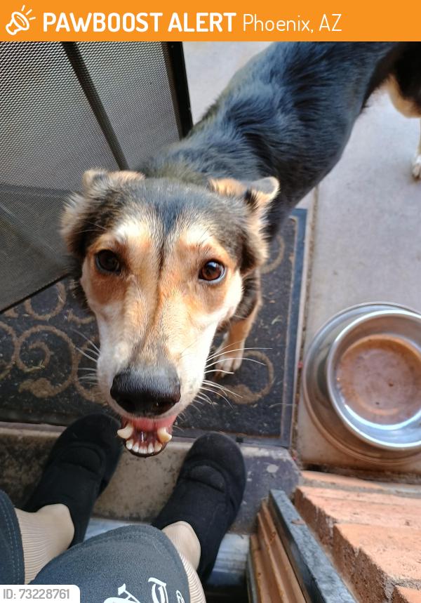 Found/Stray Unknown Dog last seen Unionhills drive and 28th avenue, Phoenix, AZ 85053