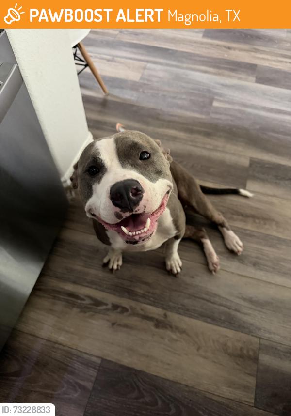 Found/Stray Female Dog last seen FM 1488, Magnolia, TX 77353