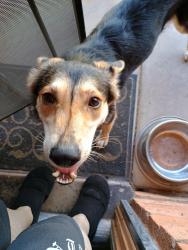 Found/Stray Unknown Dog last seen Unionhills drive and 28th avenue, Phoenix, AZ 85053