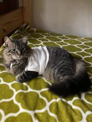 Lost Female Cat last seen Buckner Blvd. and John West, Dallas, TX 75228
