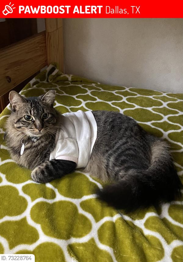 Lost Female Cat last seen Buckner Blvd. and John West, Dallas, TX 75228
