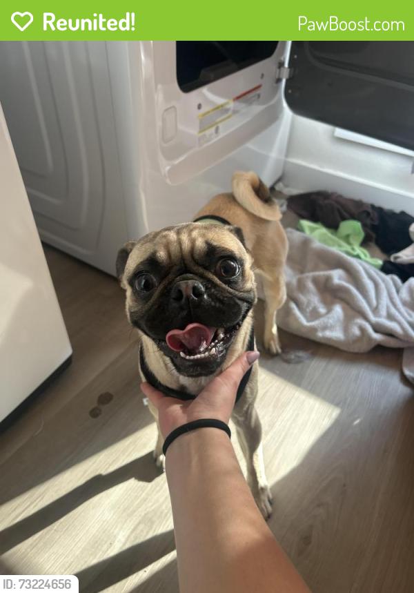 Reunited Male Dog last seen Firewheel, Midland, TX 79705