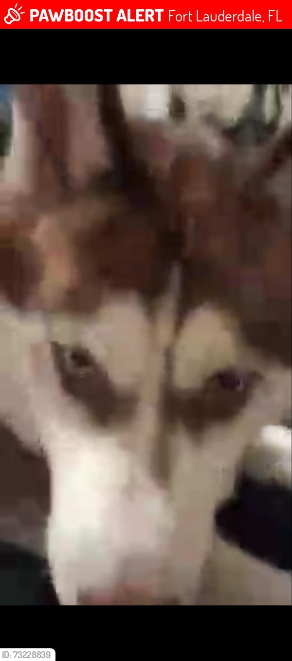 Lost Male Dog last seen E Cypress Creek & N Dixie Highway, Fort Lauderdale, FL 33334