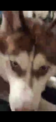 Lost Male Dog last seen E Cypress Creek & N Dixie Highway, Fort Lauderdale, FL 33334