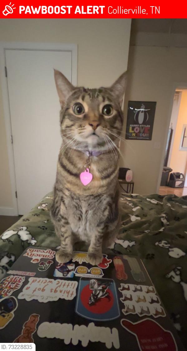 Lost Female Cat last seen Park Hill Road and Staircase, Collierville, TN 38017