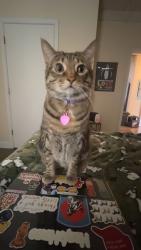 Lost Female Cat last seen Park Hill Road and Staircase, Collierville, TN 38017