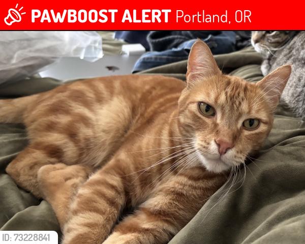 Lost Male Cat last seen Olive st Lauren ave, Portland, OR 97229