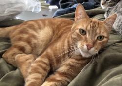 Lost Male Cat last seen Olive st Lauren ave, Portland, OR 97229