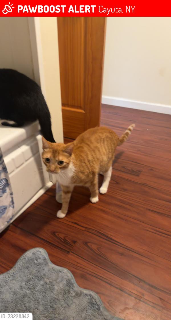 Lost Male Cat last seen Near state Route 224 Cayuta New York 14824, Cayuta, NY 14824