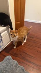 Lost Male Cat last seen Near state Route 224 Cayuta New York 14824, Cayuta, NY 14824