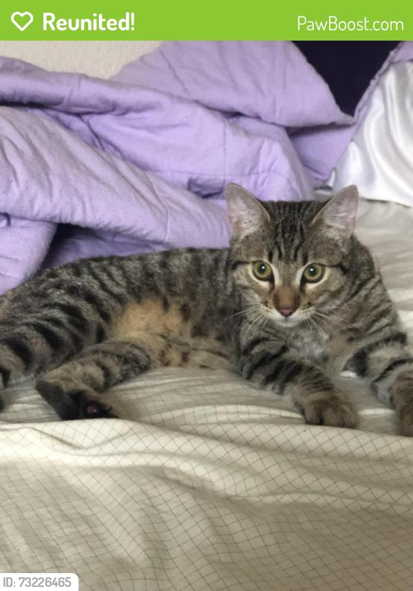Reunited Unknown Cat last seen Shadow Oaks, Irvine, Ca., Irvine, CA 92618